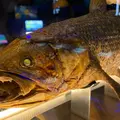 沼津港深海水族館の写真_914715