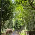 嵐山 竹林の小径の写真_918274