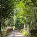 嵐山 竹林の小径の写真_918286