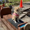 森のトロッコエコレールの写真_918660