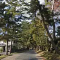 御油の松並木の写真_921318
