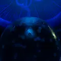 新江ノ島水族館の写真_922082
