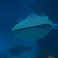 海遊館の写真_922102