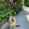 備瀬のフクギ並木の写真_924172