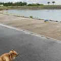 波の上うみそら公園の写真_930177