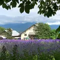 ファーム富田の写真_934222