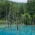 白金青い池の写真_934326