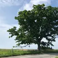 セブンスターの木の写真_934333