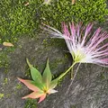 鶴仙渓の写真_945996