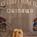 SHUHARI BIKE WORKS OKINAWA (自転車研究工房 守破離） 北谷町美浜 レンタサイクル オリジナルバイク制作の写真_966326