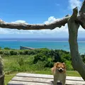 くるくまの森 展望広場の写真_967373