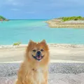 REEF MAGIC Shikiya Beach BBQ Parkの写真_967607