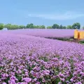 尋夢園香草農場の写真_971195