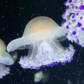 鶴岡市立加茂水族館（クラゲドリーム館）の写真_976598