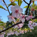 成田山公園の写真_979639