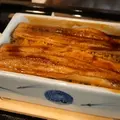 まめたぬきの写真_999164