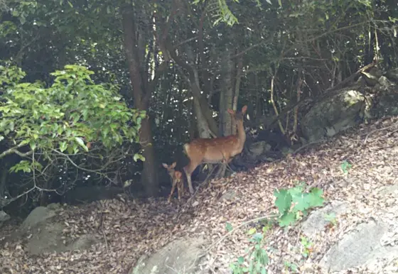 野生動物との出会いも