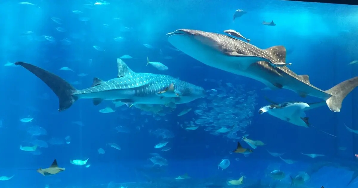 133877.jpg?1429625352