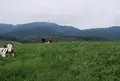 俵原の写真_35494
