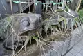 十番稲荷神社の写真_57367