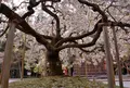 大原野神社の写真_79106