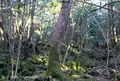青木ケ原樹海の写真_127433