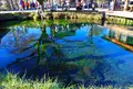 忍野八海の写真_127435