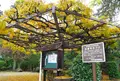伊東温泉七福神巡り【福禄寿】の写真_17755