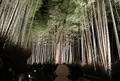 嵐山 竹林の小径の写真_18506