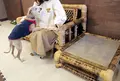 ワンニャンふれあいルームの写真_26575