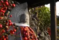 大乗教岐山教会の写真_29079
