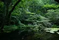 山吹水源の写真_45949