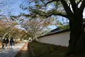 醍醐寺三宝院の写真_49851