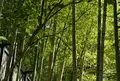 醍醐寺三宝院の写真_49862