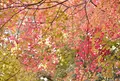 清神社の写真_50329