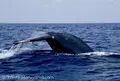 トリンコマリーの写真_51017