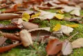 鶴舞公園の写真_52095