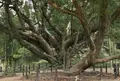 川棚のクスの森の写真_52849