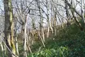 村上城跡の写真_53656