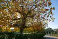 鶴舞公園の写真_54293