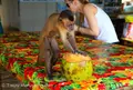 Parque Nacional dos Lençóis Maranhensesの写真_57585