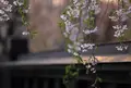 桧木内川桜並木の写真_60055