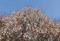 梅林公園の写真_66268