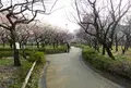 梅林公園の写真_66272