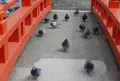 富士山本宮浅間大社の写真_67316