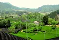 宇治茶の郷　和束の茶畑の写真_73818