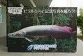 アクア・トトぎふの写真_75090