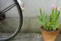 四月の魚の写真_75823