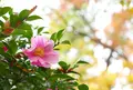 いつも花が咲いているの写真_79953