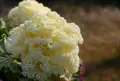 いつも花が咲いているの写真_79954